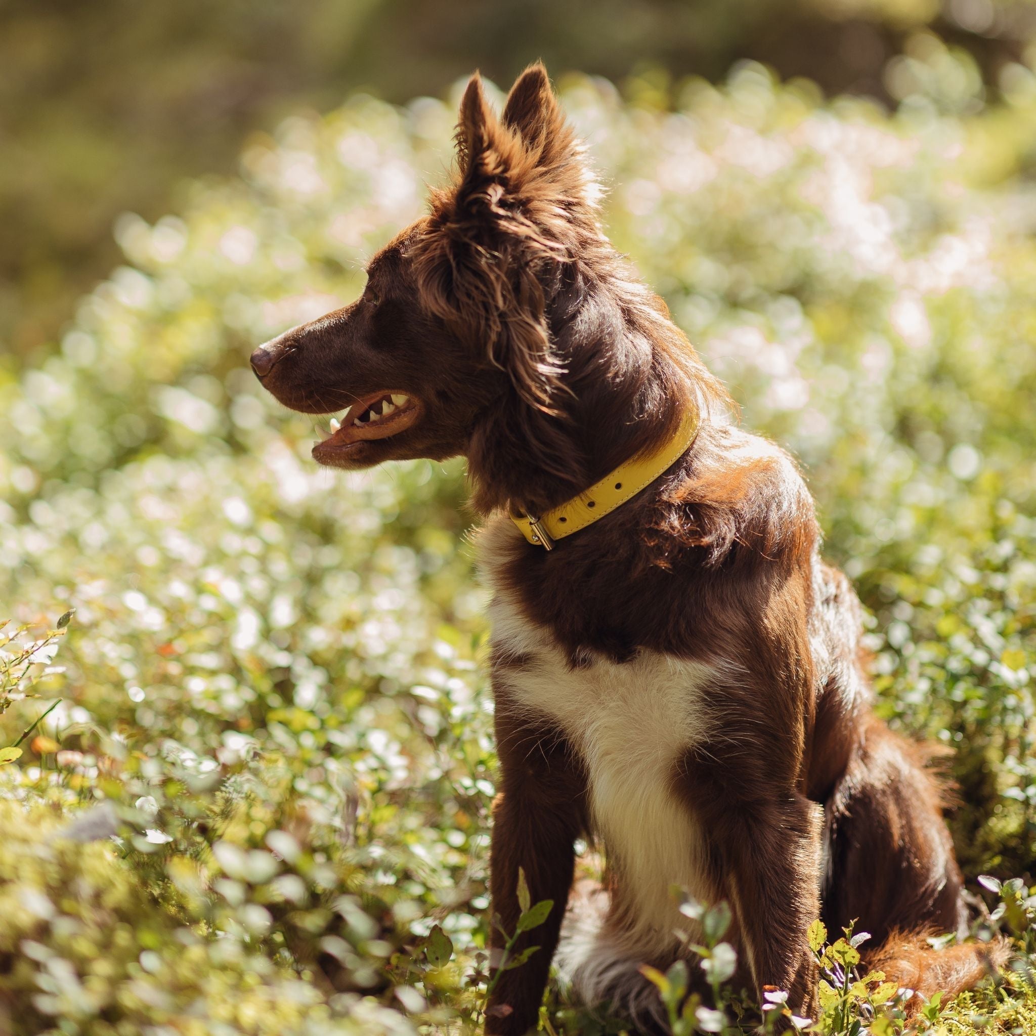 Tattle Training 101: Teach Your Dog to “Tattle” on Triggers
