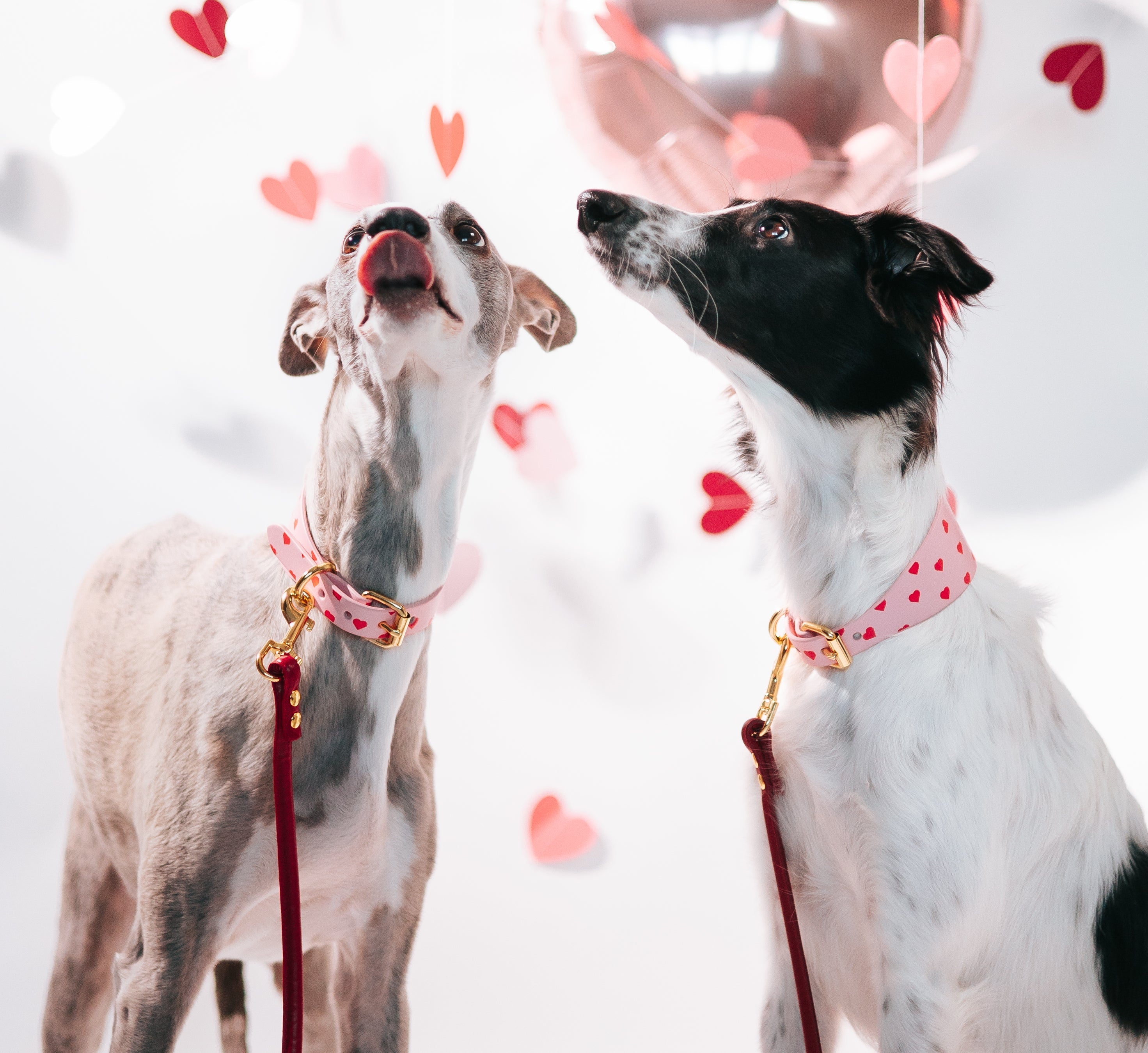Celebrate Valentine’s Day with Your Dog – Love in Its Purest Form