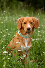 Mint Dog Collar Thin