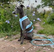 Baby Blue Y-Harness