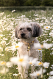 Beige Dog Collar Thin