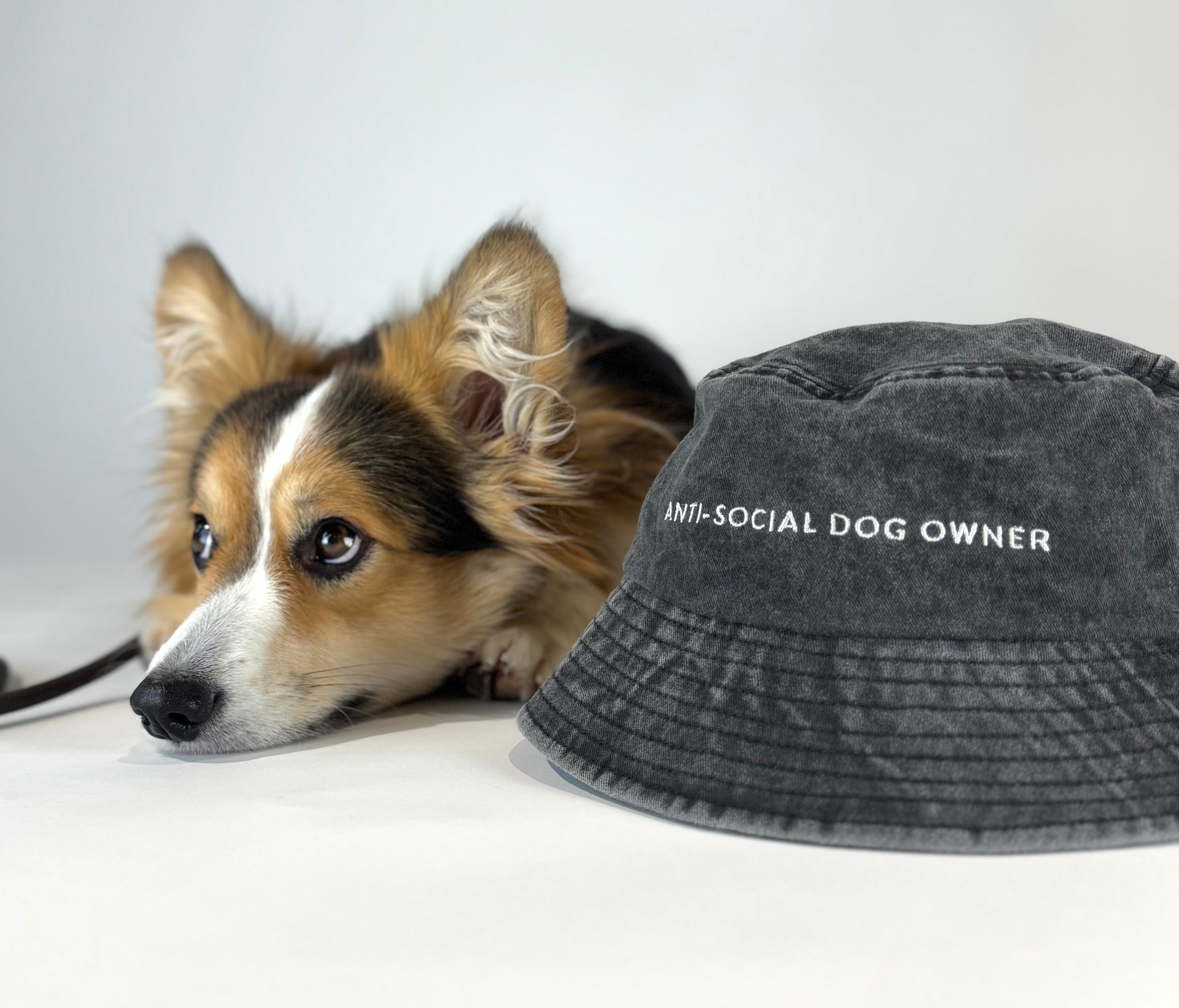 black-bucket-hat-corgi.jpg