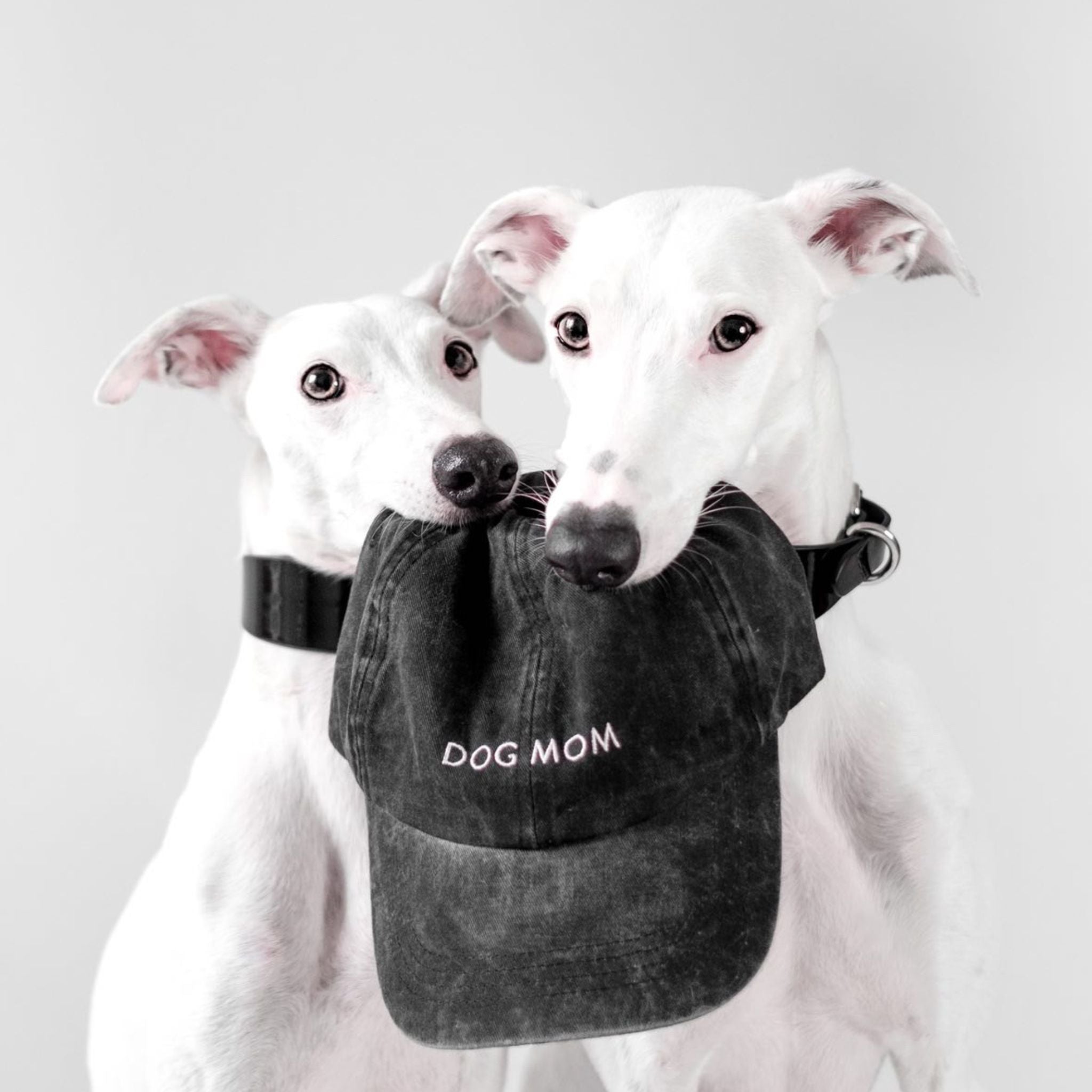 black-denim-cap-dog-mom-white-whippets.jpg