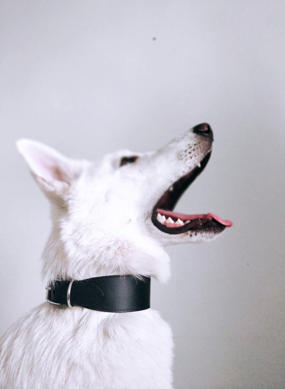 Black Dog Collar Wide