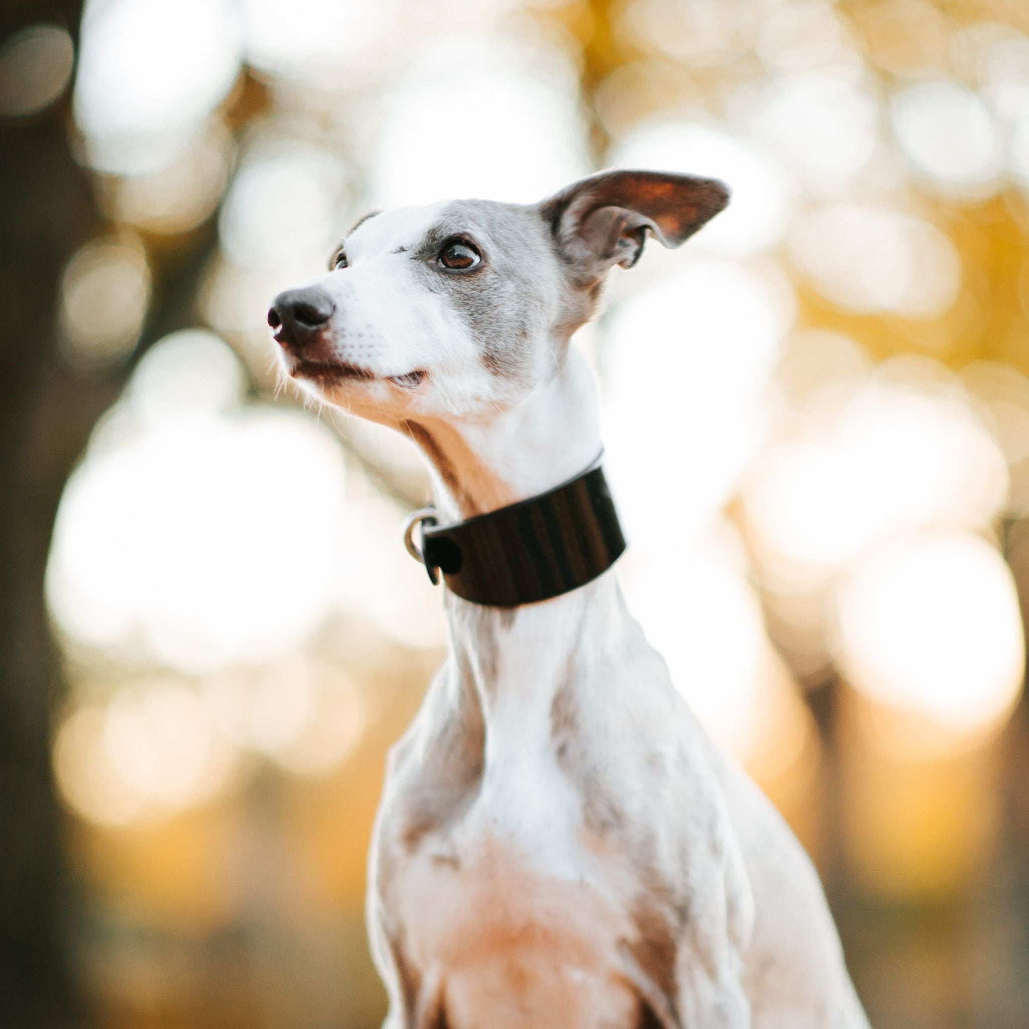 black-glossy-medium-wide-silken-whippet.jpg