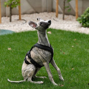 Black Y-Harness
