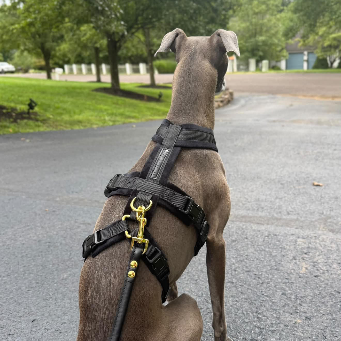 Black Y-Harness