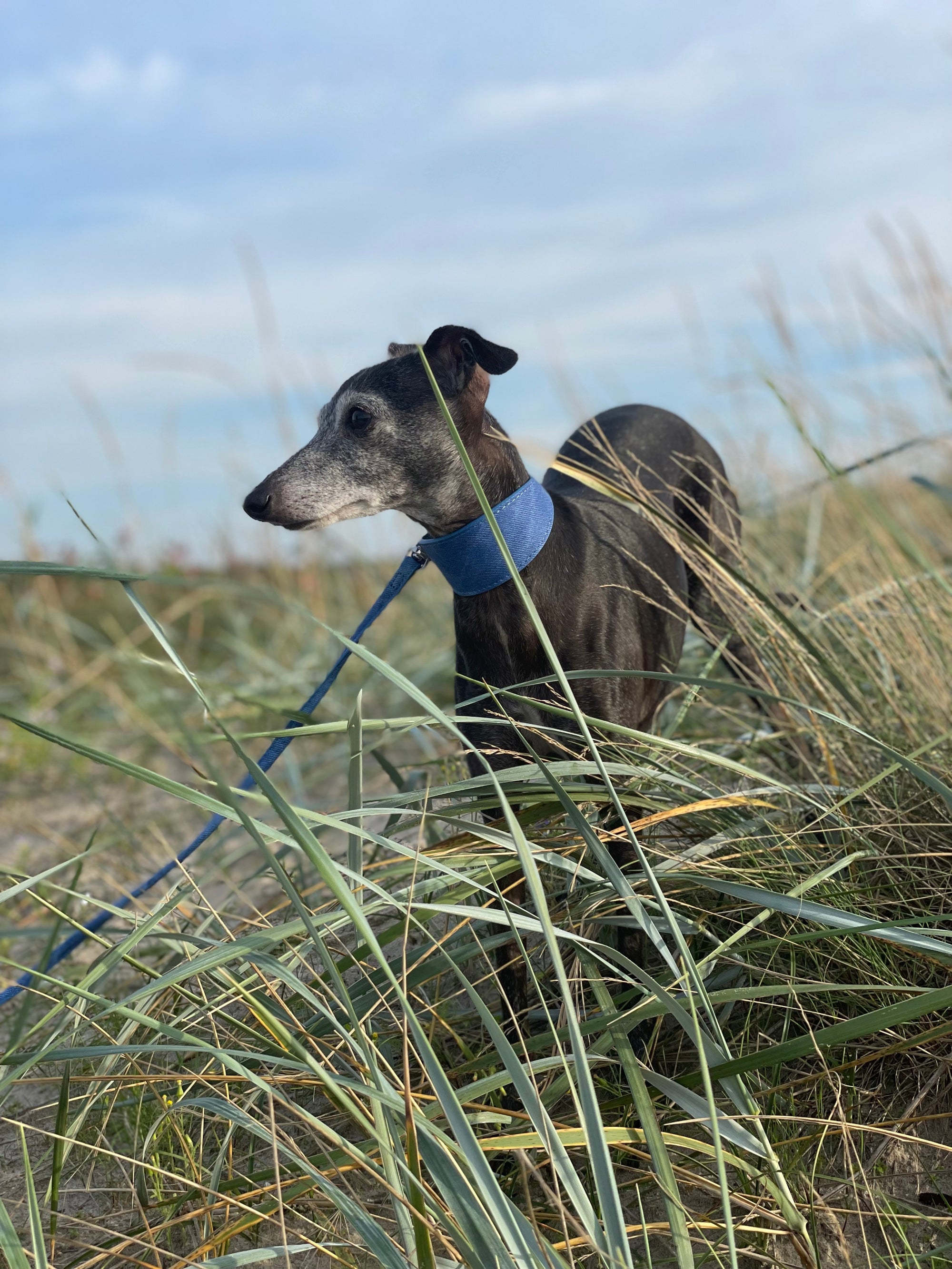 Blue Denim Dog Collar Wide