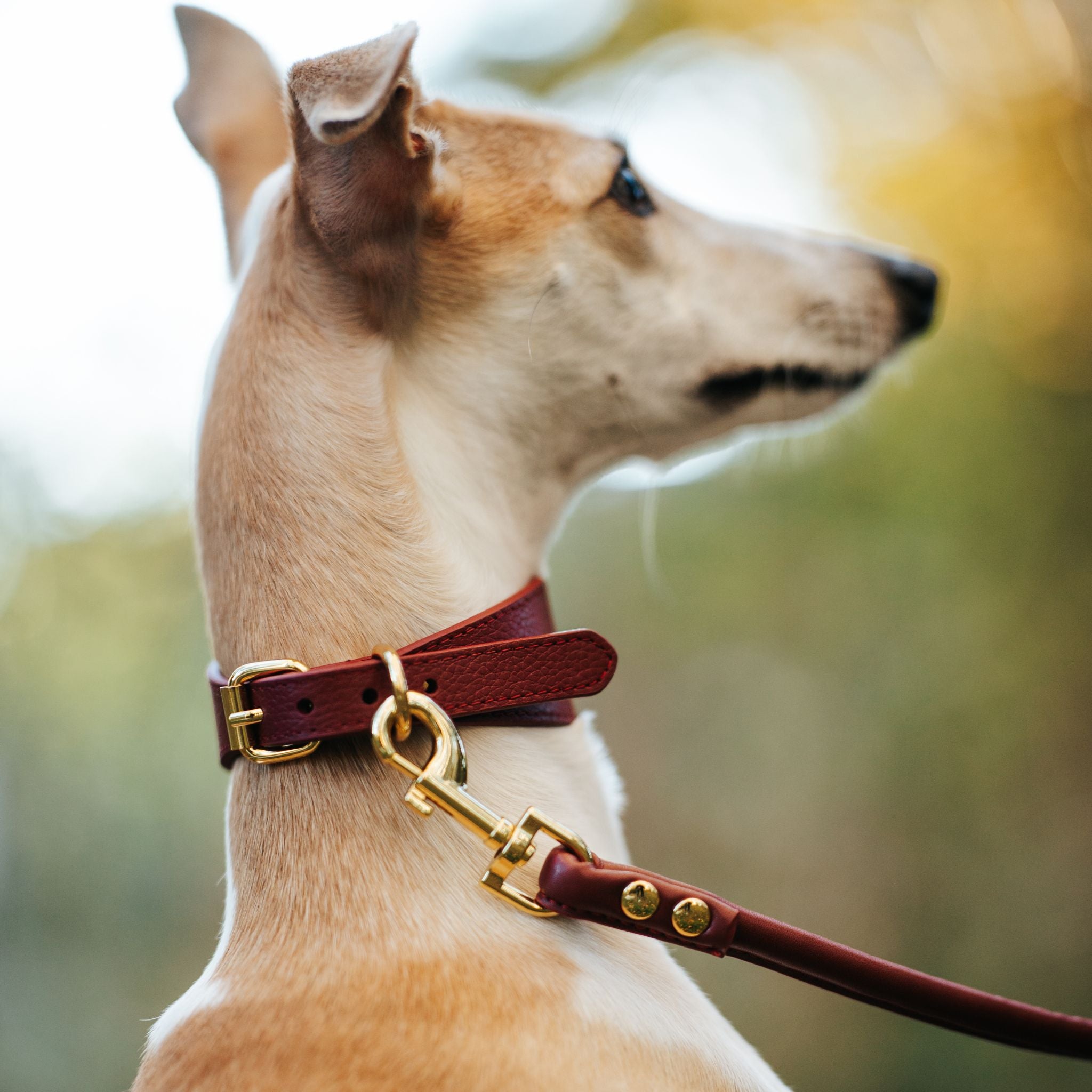 Burgundy Dog Lead