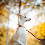 Burgundy Dog Lead