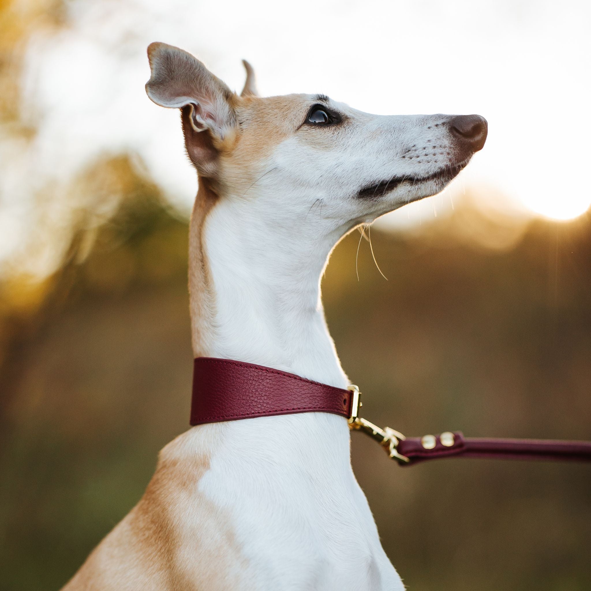 Burgundy Dog Lead