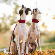 Burgundy Dog Lead