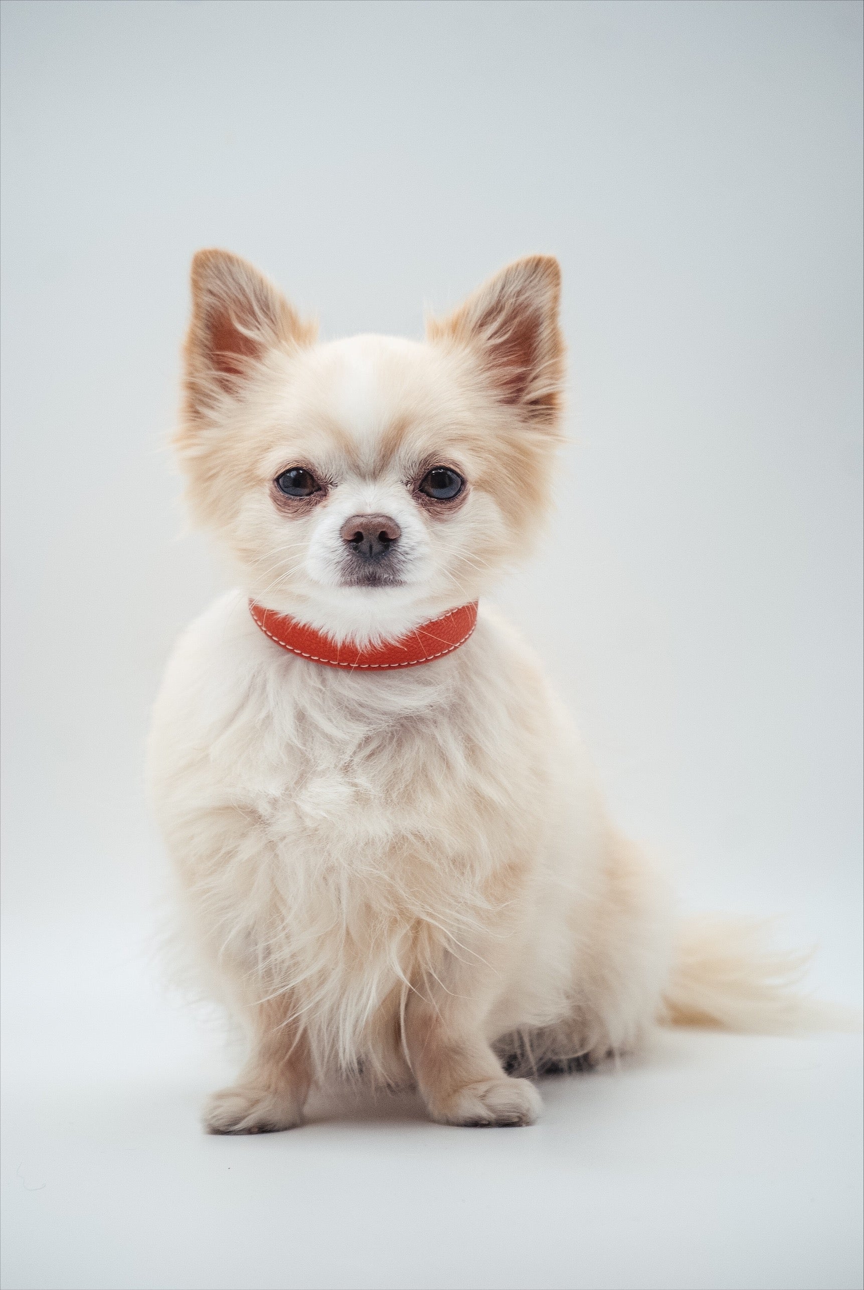 Cognac Dog Collar Thin