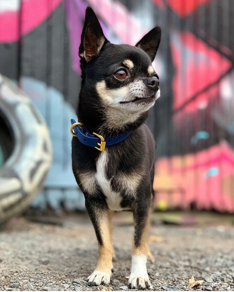 Dark Blue Dog Collar Thin