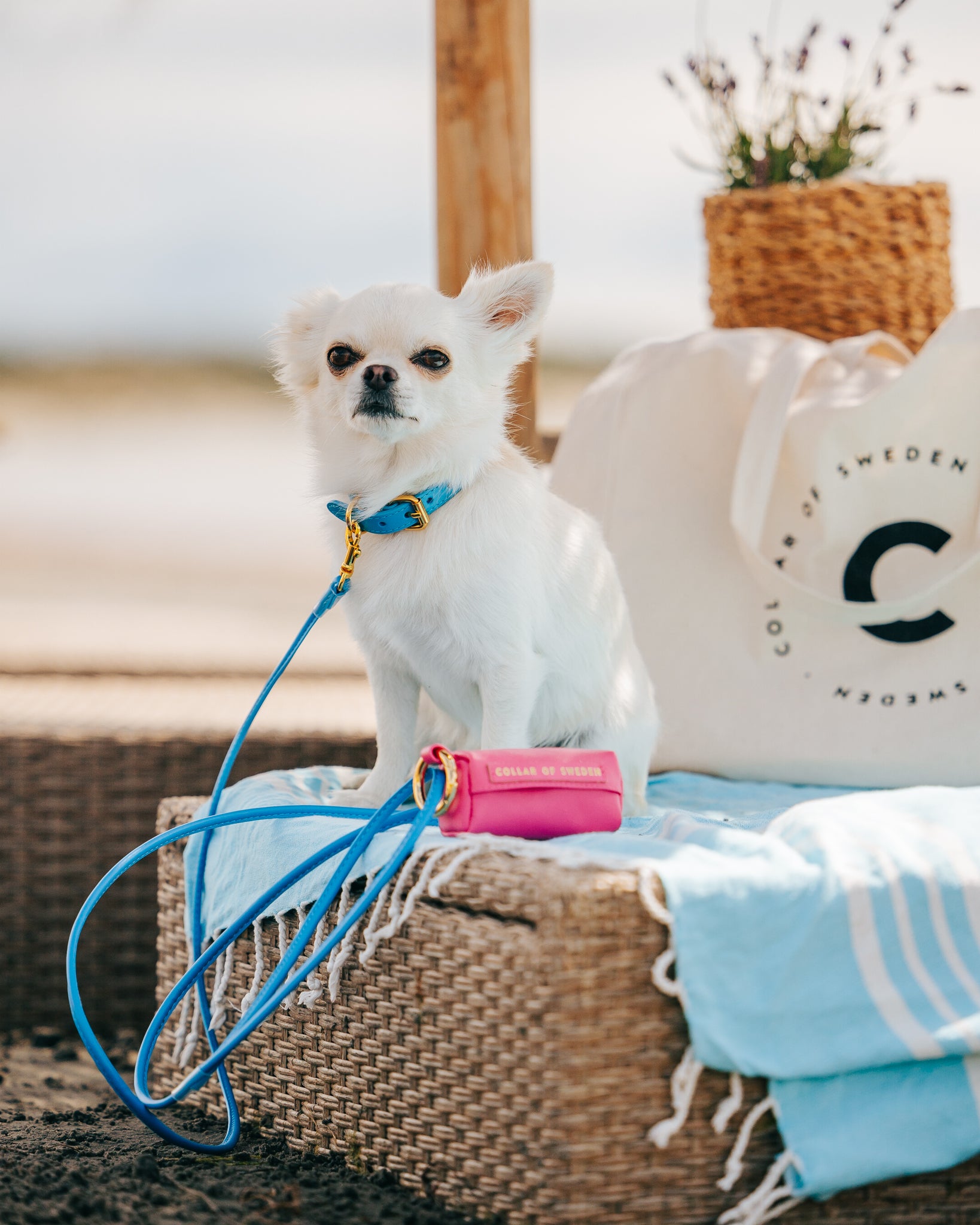 Neon Blue Dog Collar Thin