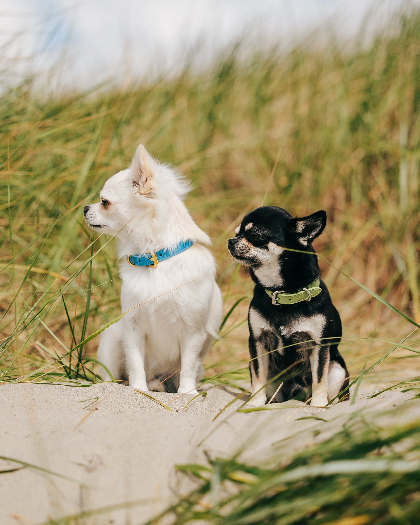 Pastel Green Croco Dog Collar Thin