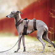 Coffee Brown Y-Harness