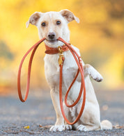 Cognac Dog Lead