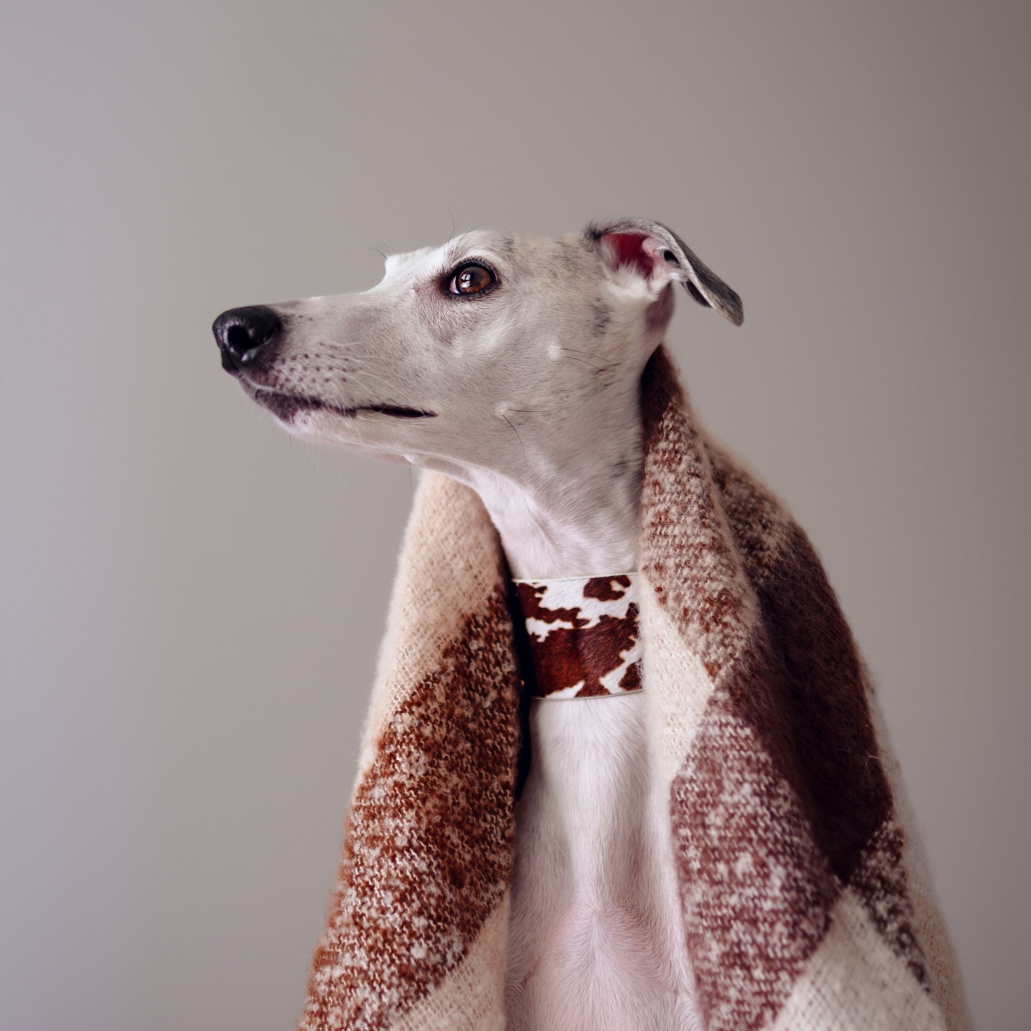 Cow Dog Collar Wide