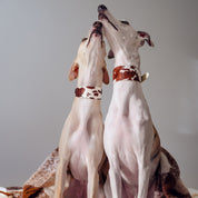 Cow Dog Collar Wide