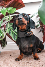 Black Croco Dog Collar Wide