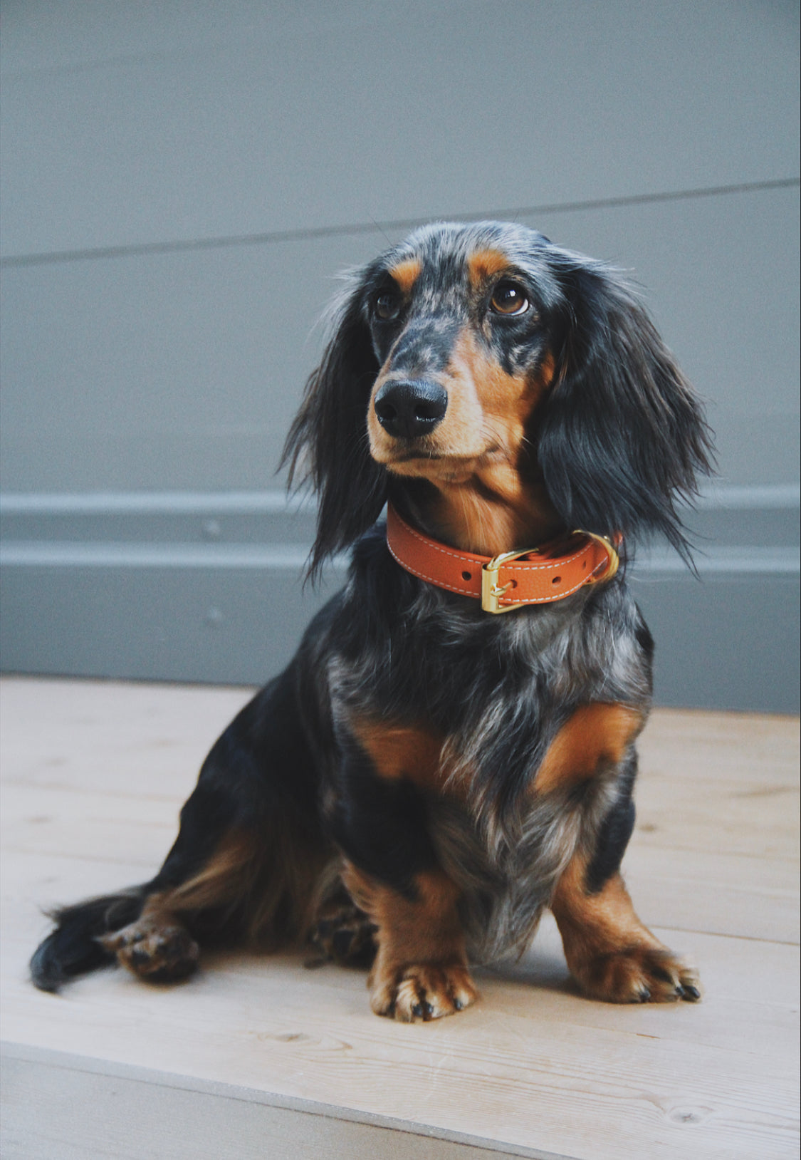 Cognac Dog Collar Thin