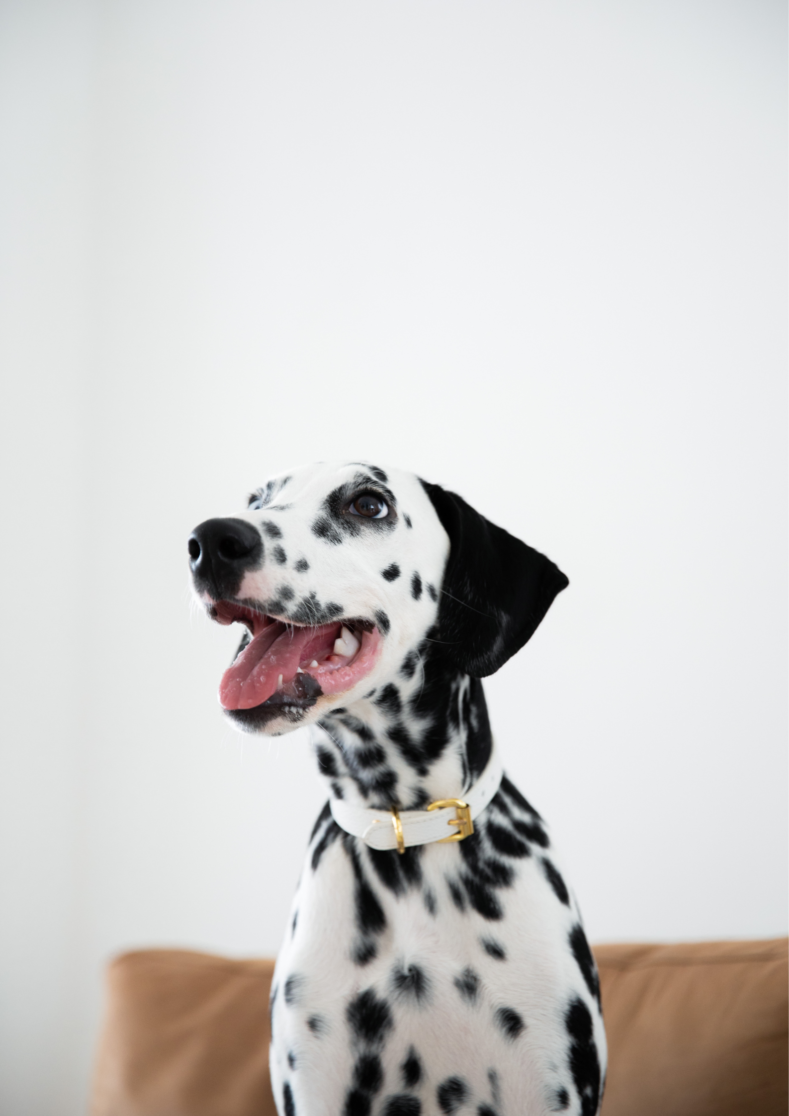 White Dog Collar Thin