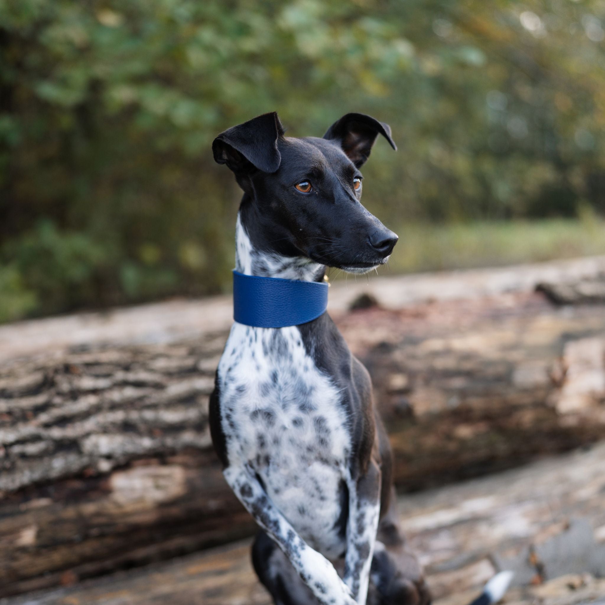 dark-blue-dog-collar-medium-wide-whippet-mix.jpg