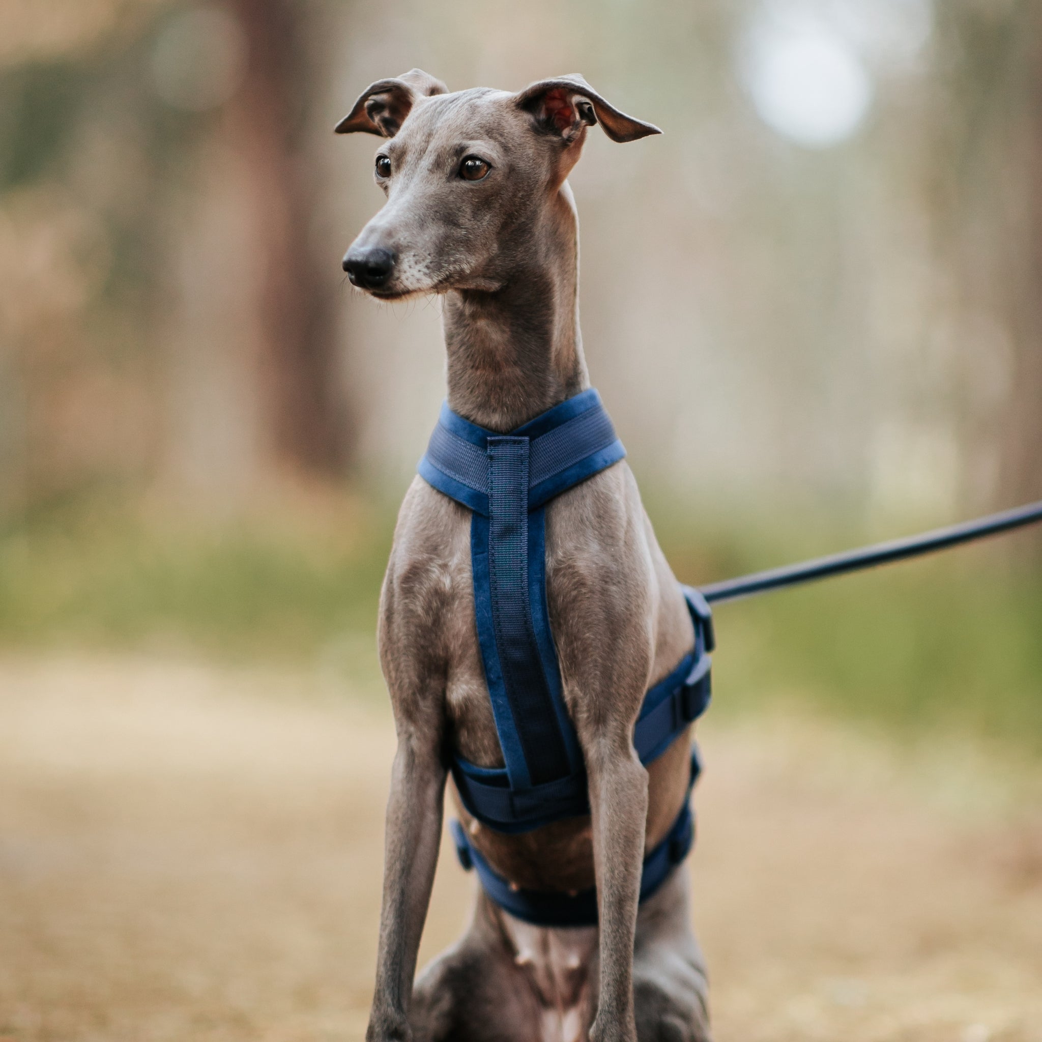 dark-blue-harness-size-xs-italian-greyhoun-front.jpg