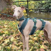 Dark Green Y-Harness