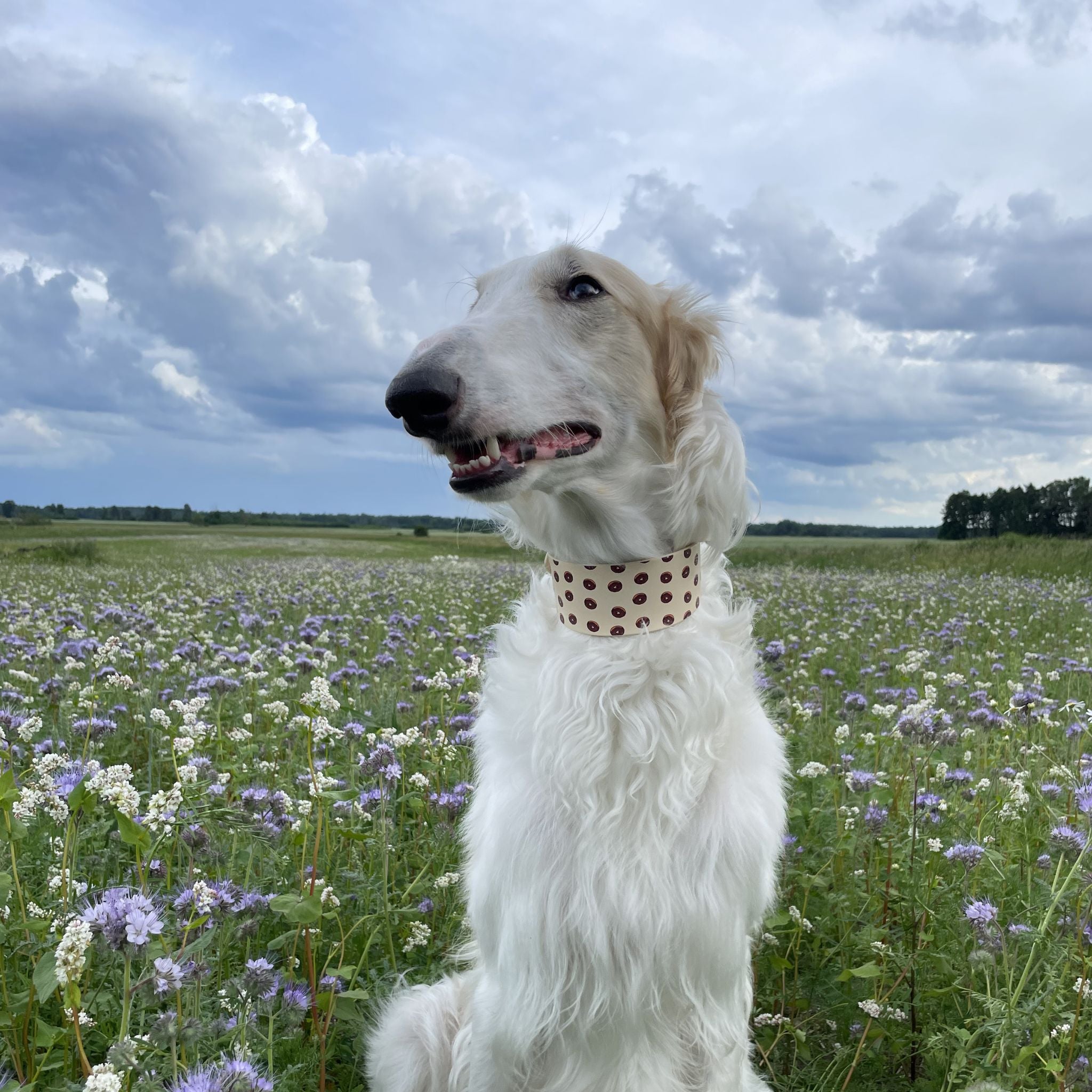 Donuts Dog Collar Wide