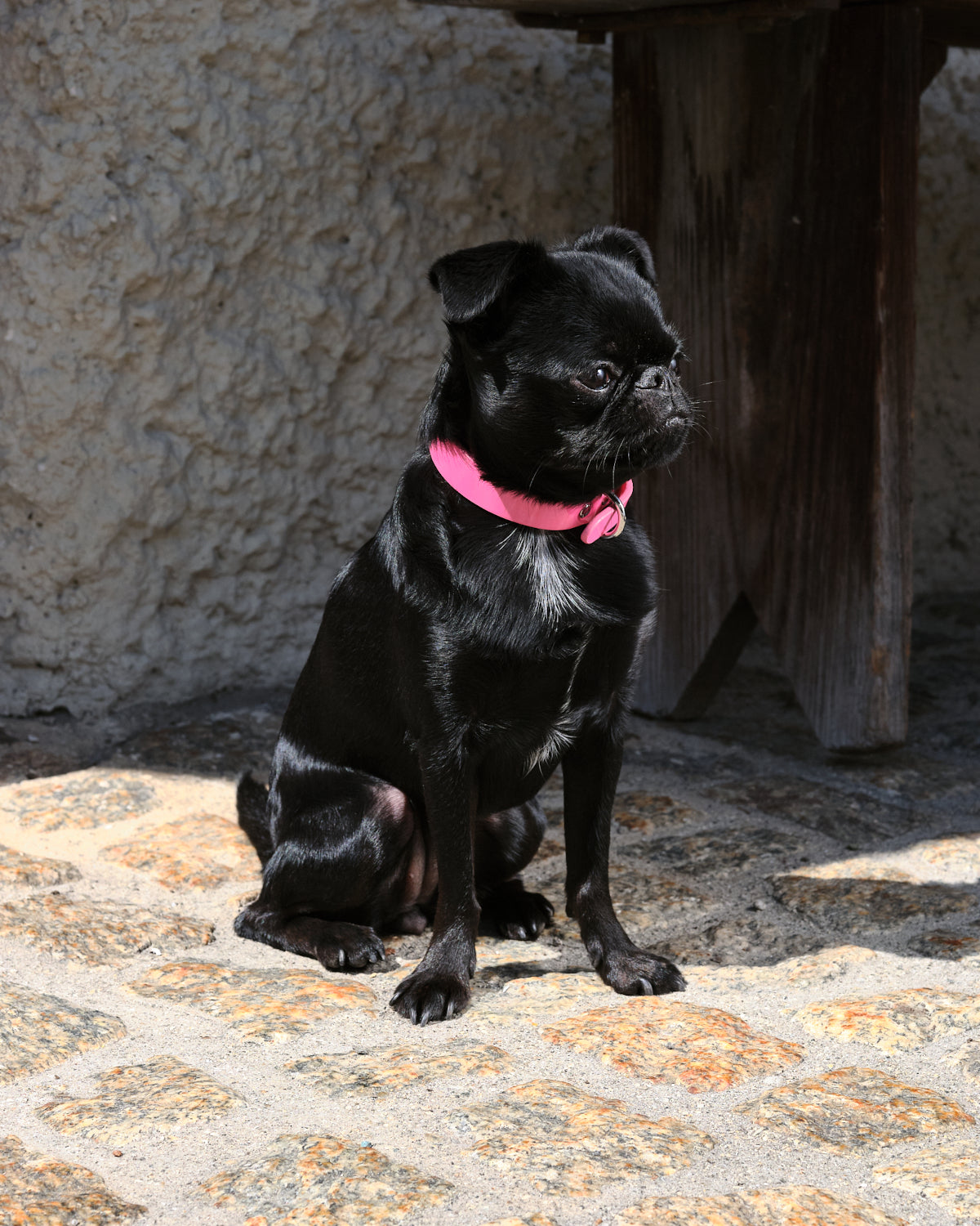 glossy-pink-dog-collar-thin-griffon.jpg