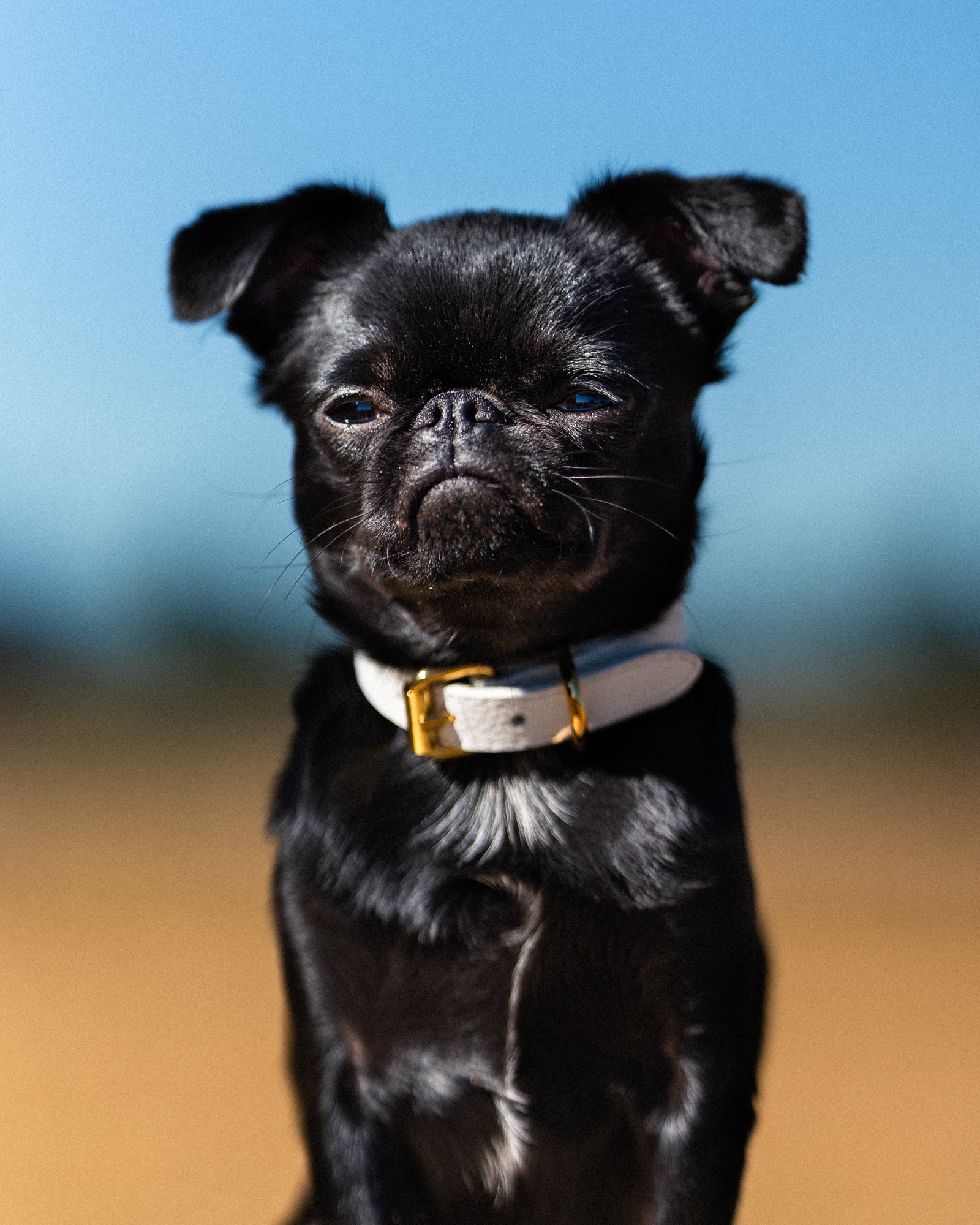 White Dog Collar Thin