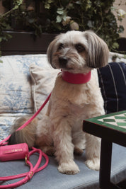 Hot Pink Dog Collar Wide