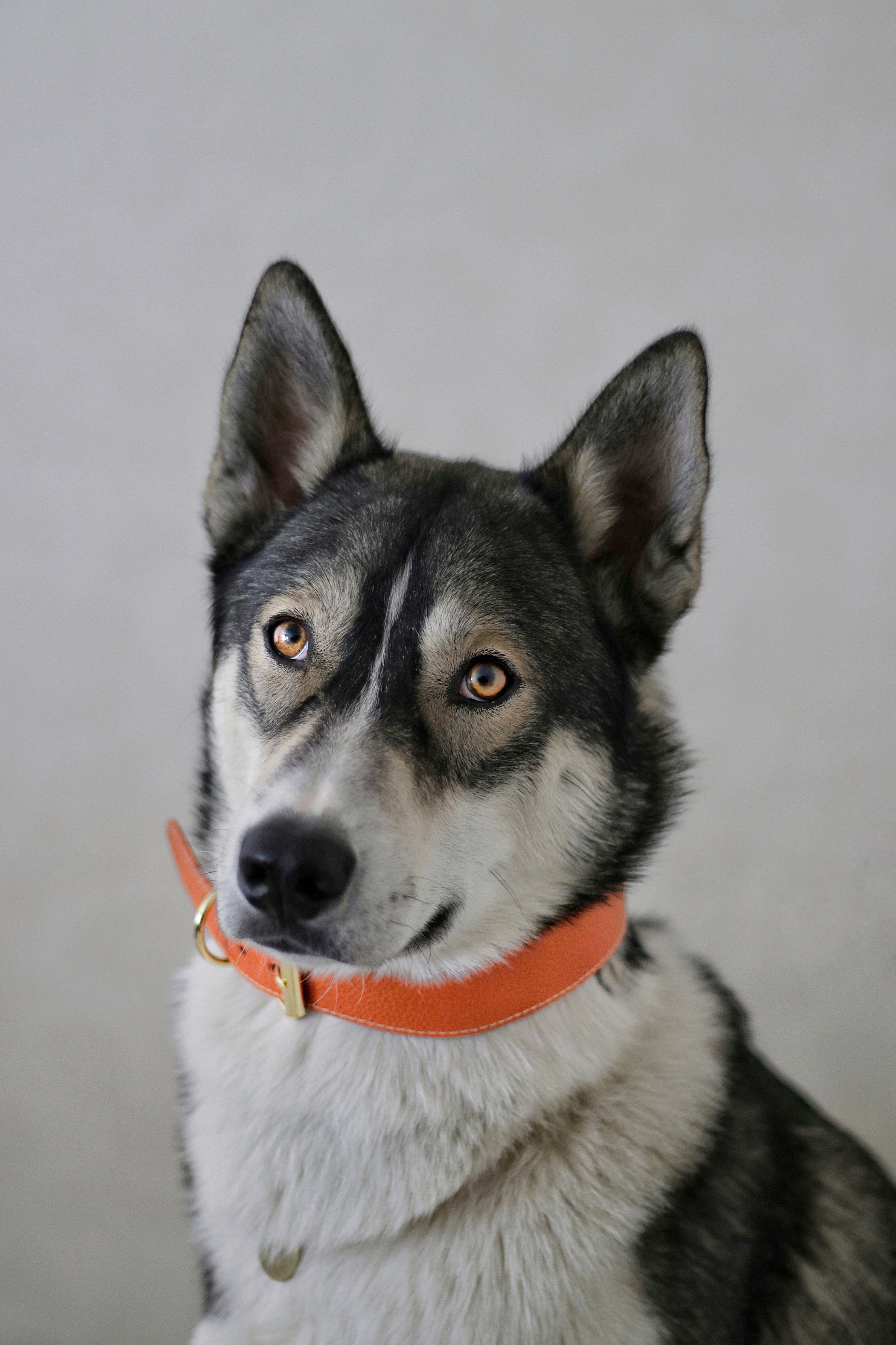 Cognac Dog Collar Wide