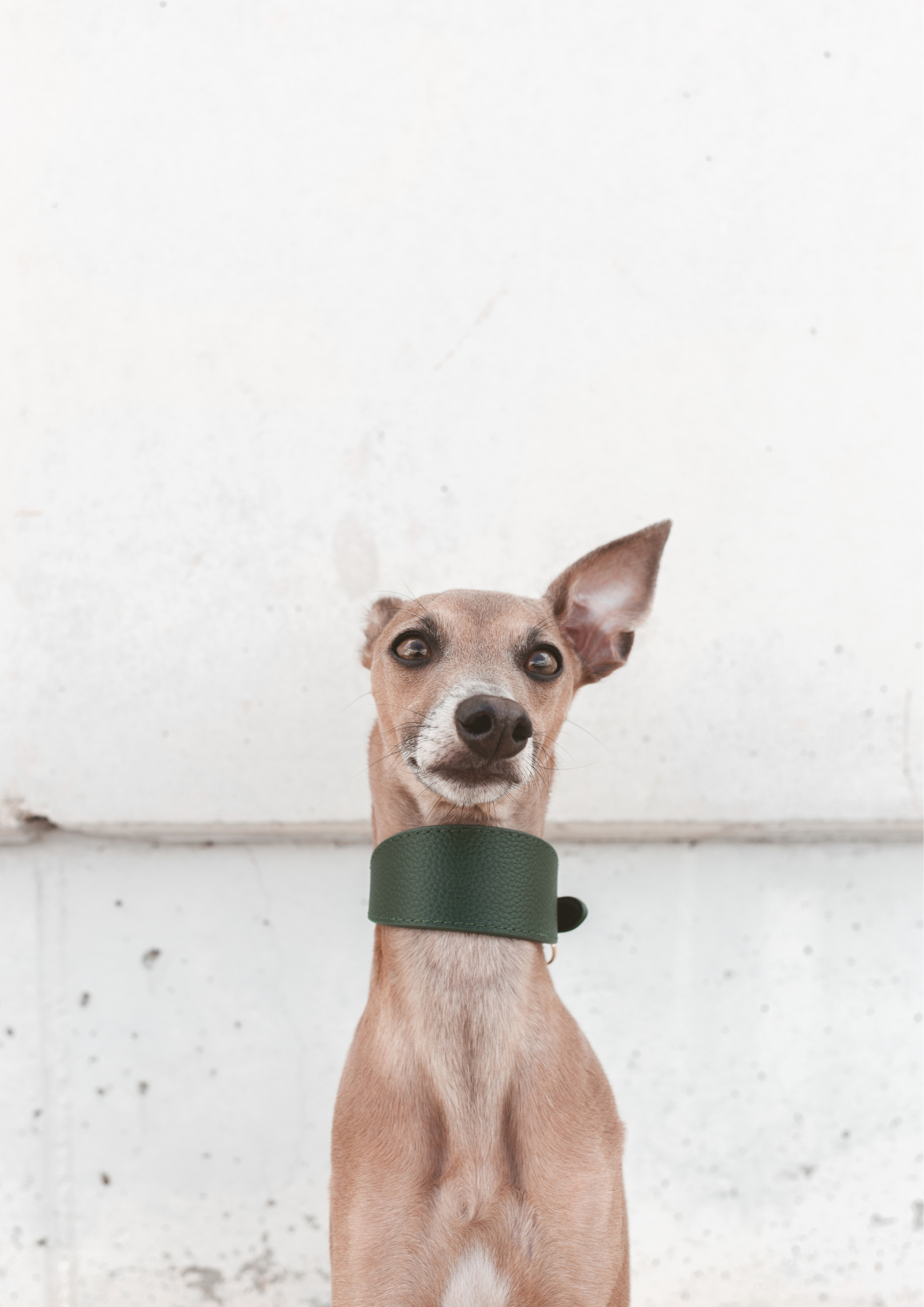 Dark Green Dog Collar Wide