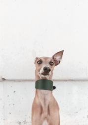 Dark Green Dog Collar Wide