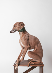 Dark Green Dog Collar Wide