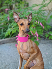 Hot Pink Dog Collar Wide
