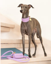 Violet Dog Lead