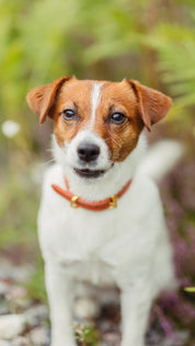 Cognac Dog Collar Thin