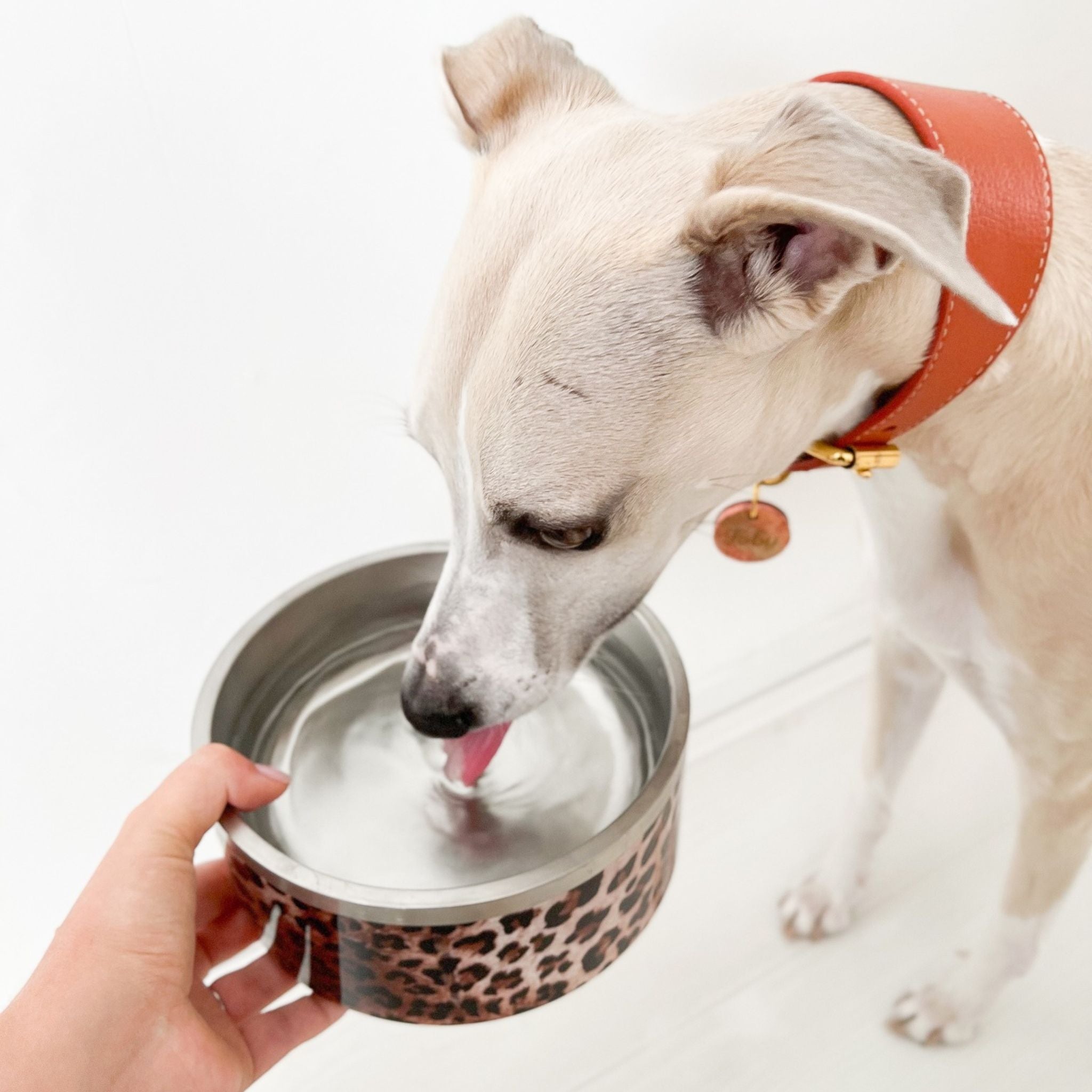 Leopard Dog Bowl