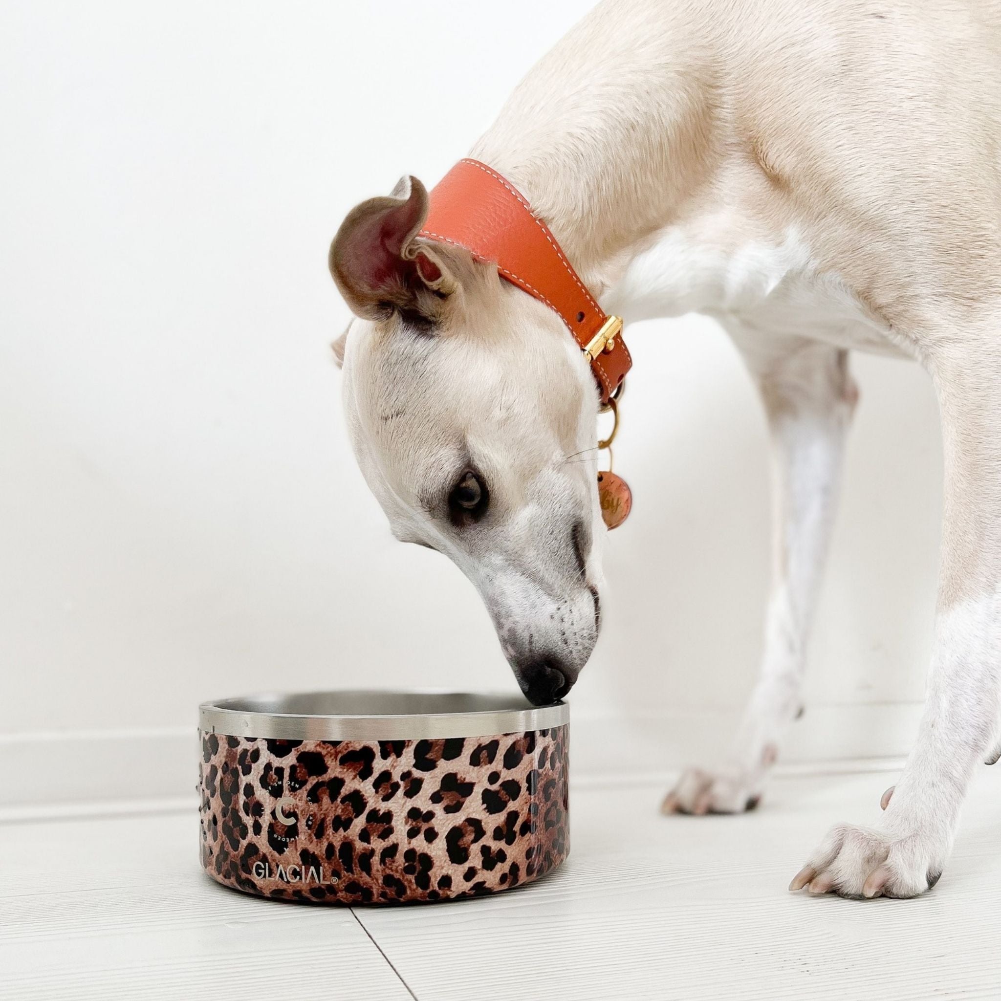 leopard-dog-bowl-whippet.jpg