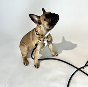 Leopard Dog Collar Thin