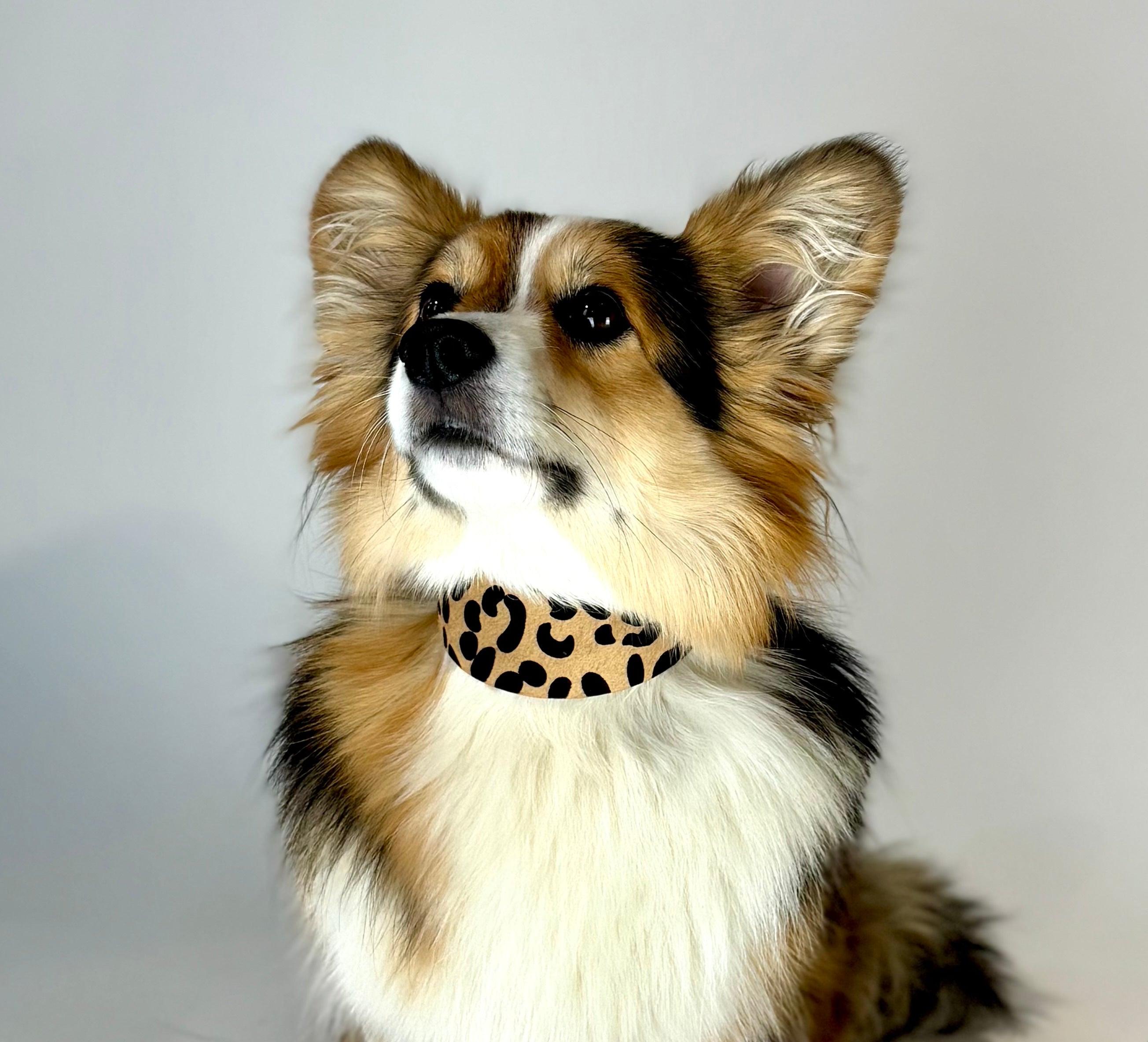 Leopard Dog Collar Wide
