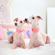 Love Dog Collar Wide