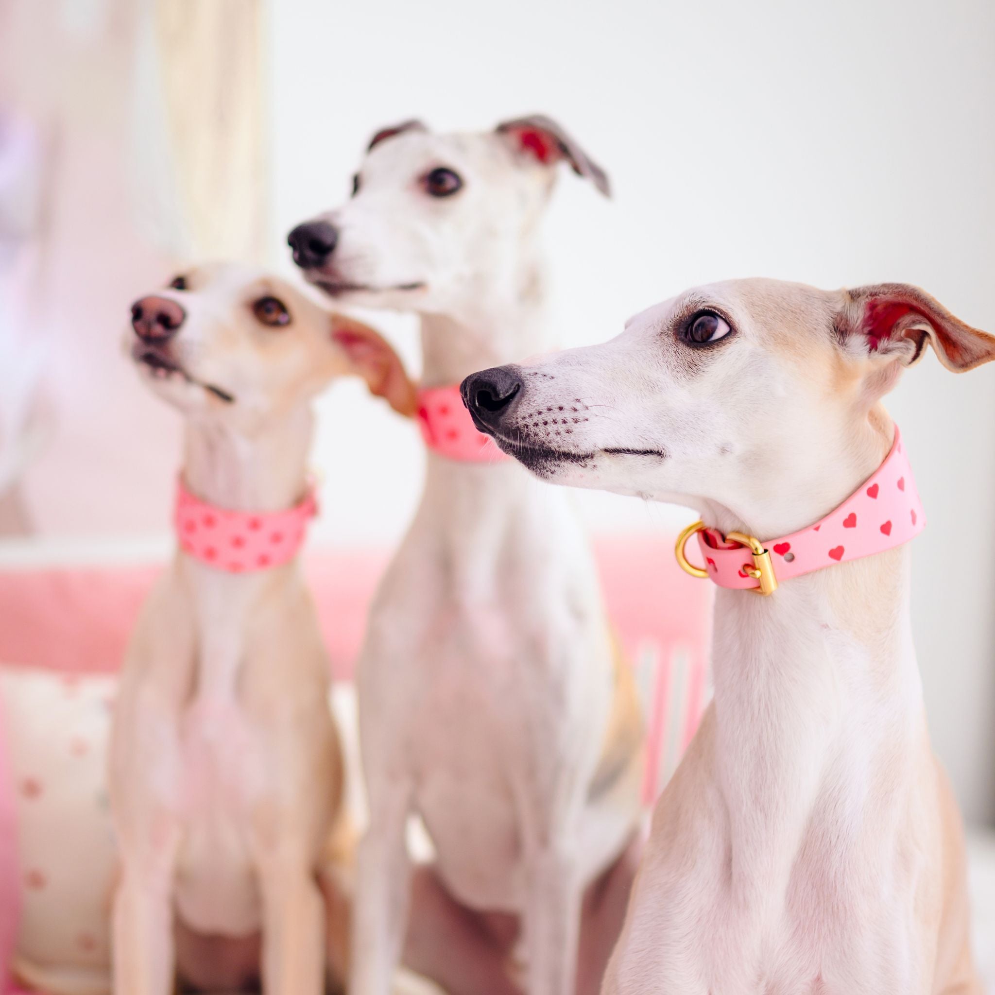 love-collar-medium-wide-whippets-sitting.jpg