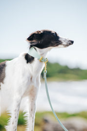 Mint Dog Collar Wide