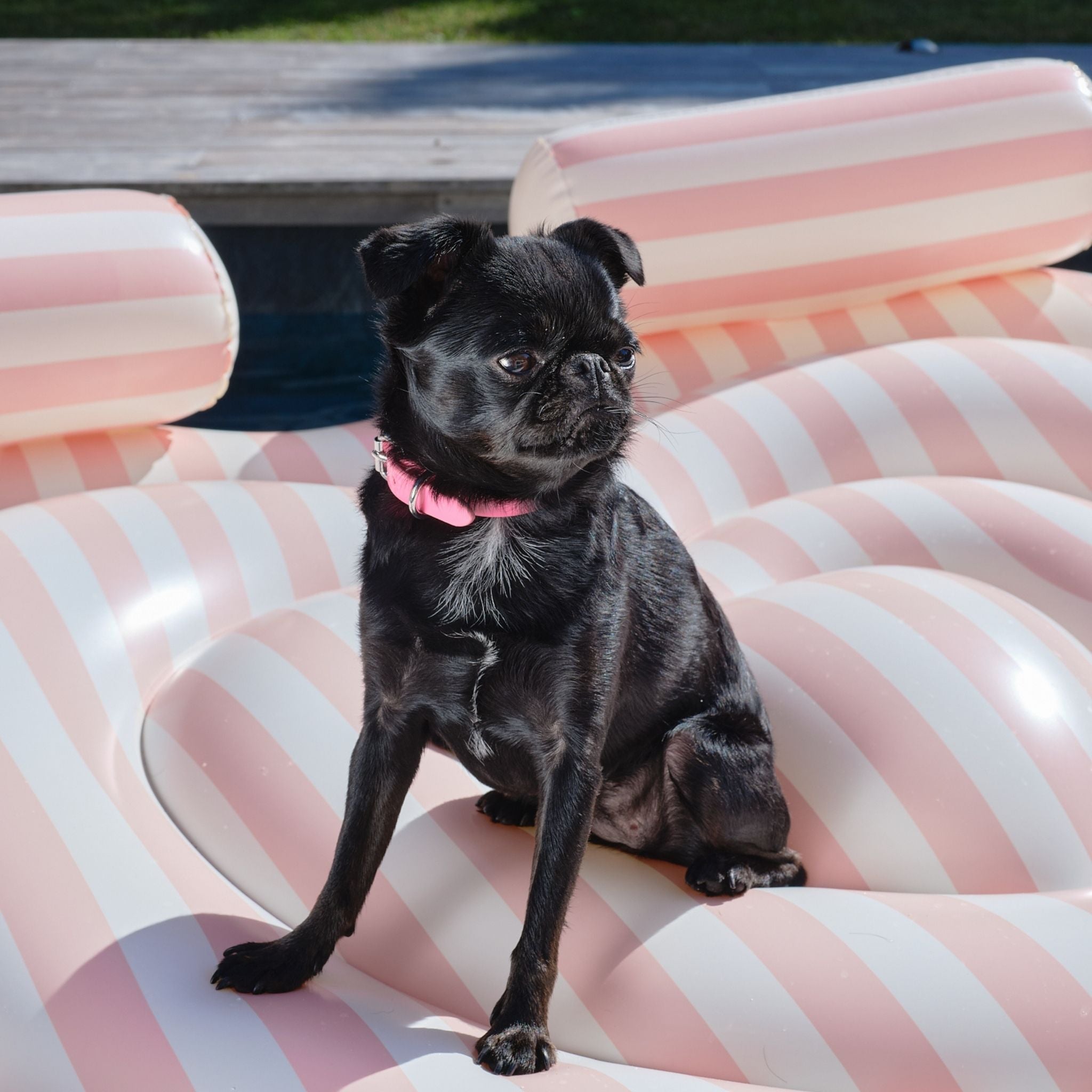 pink-xs-thin-dog-collar-griffon.jpg