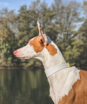 White Dog Collar Wide